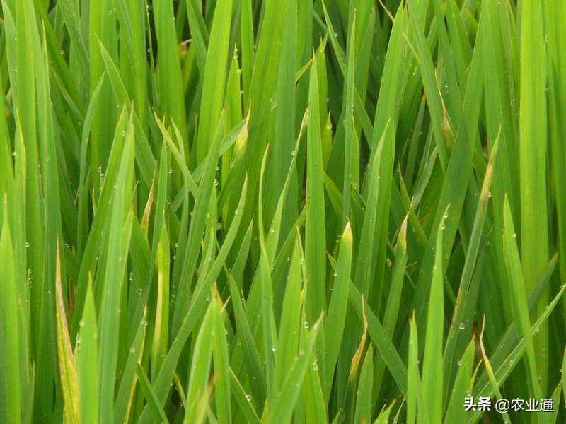 水稻根结线虫病识别与防治,水稻茎线虫病的发病原因是什么