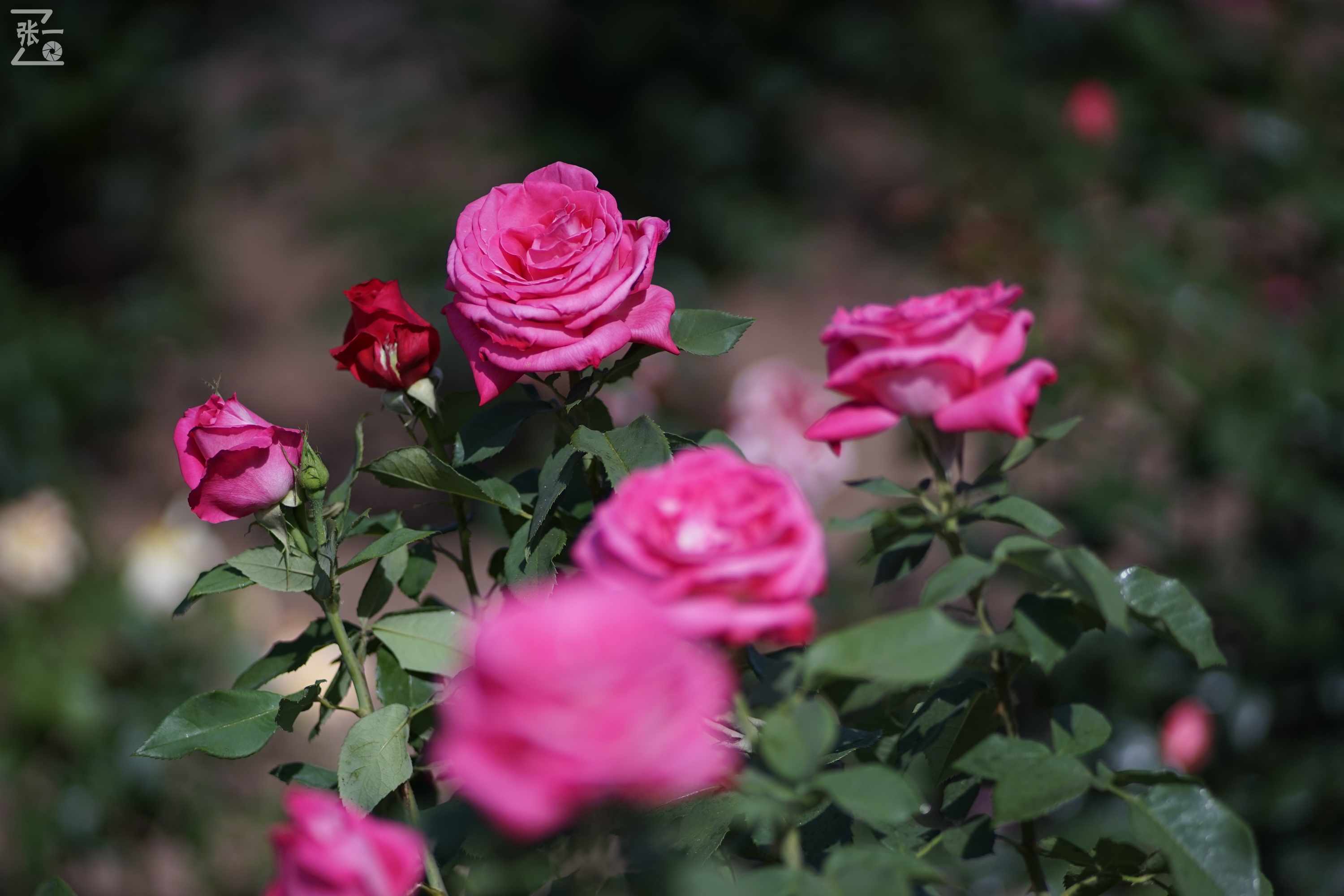 蔡司sonnar50毫米,蔡司sonnar镜头生产年份