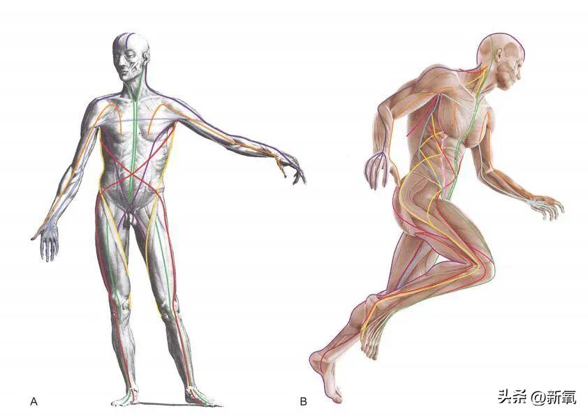 脸胖下垂是什么原因,脸肥下垂