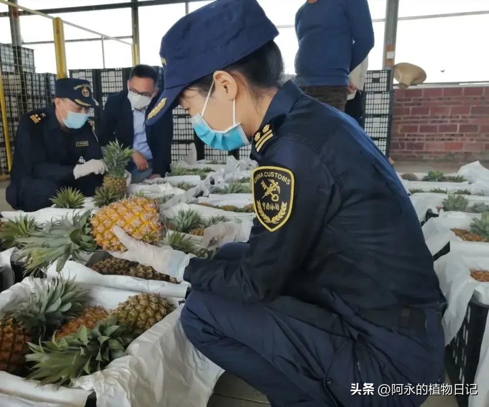 植物检疫的目的和作用,植物检疫的概念是什么