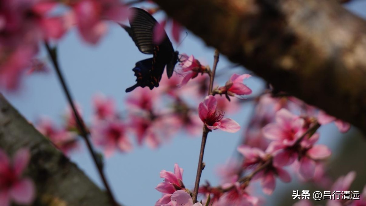 清远哪里有桃花树,广东清远阳山桃花源