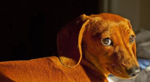 养长毛腊肠犬的注意事项,养狗心得体会