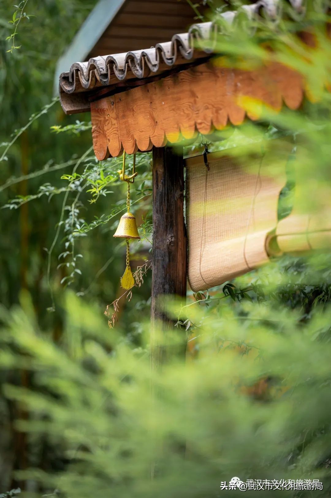 九月，秋风吹进武汉人的小院