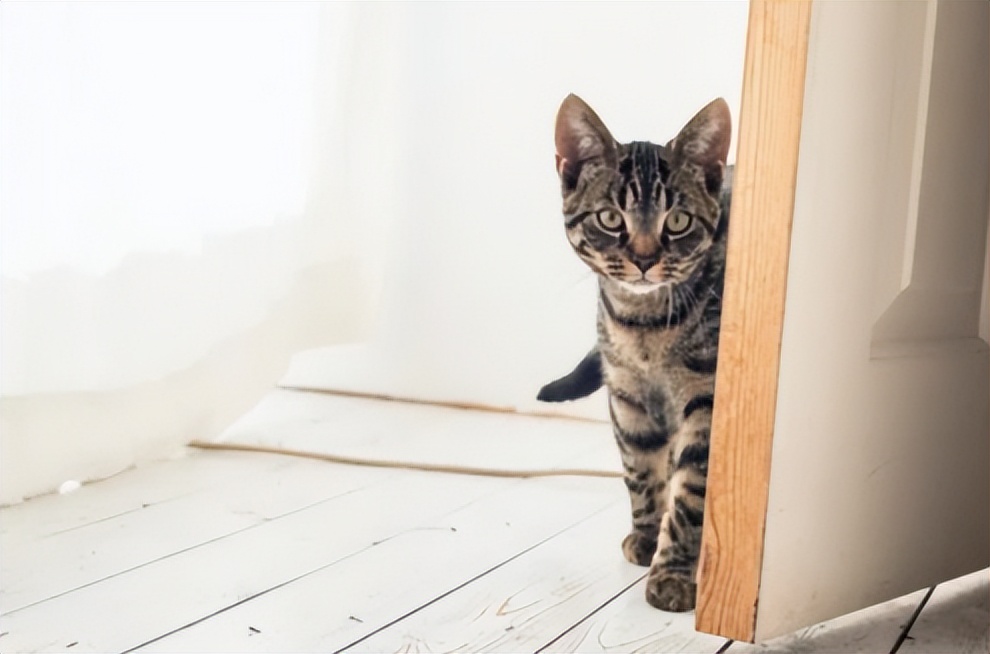 新猫来家原住民会不高兴吗,新猫到家怎么守护原住民