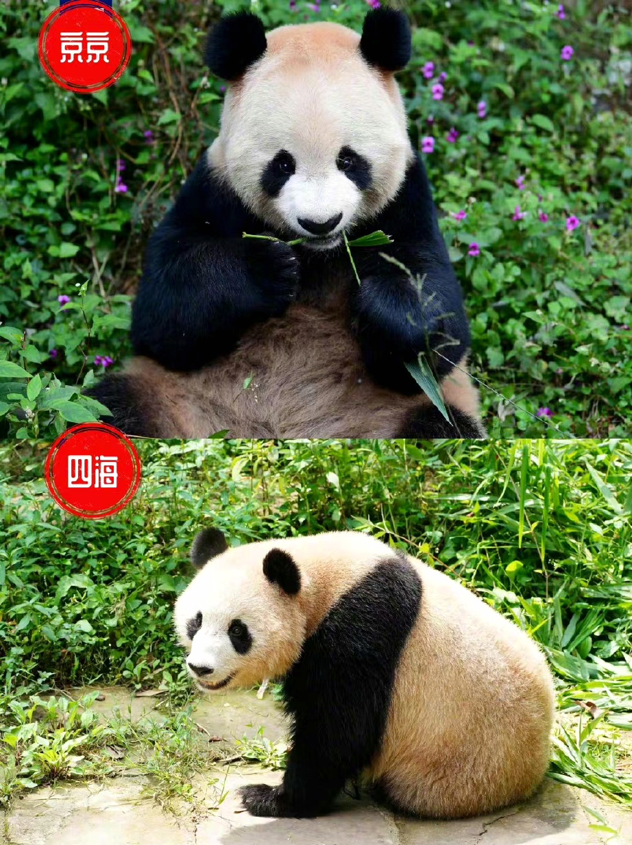 卡塔尔世界杯的中国元素英文,卡塔尔世界杯的中国元素主题画