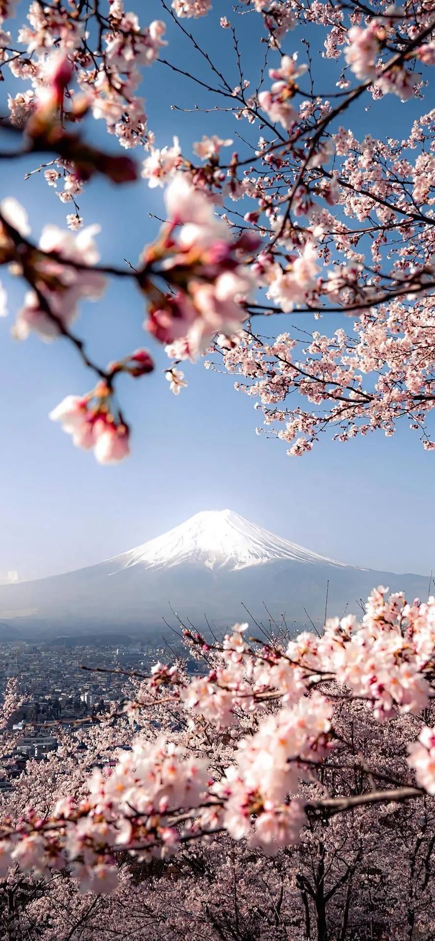 壁纸超清4k幸运壁纸,阴阳师壁纸动态壁纸高清全屏90帧