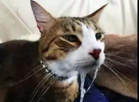 频繁长口腔溃疡跟养猫有关系吗,猫长口腔溃疡症状