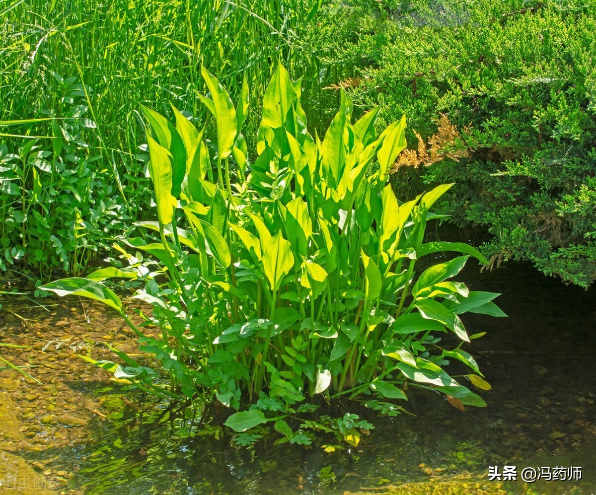 泽泻的减肥功效与作用,中药知识必学泽泻