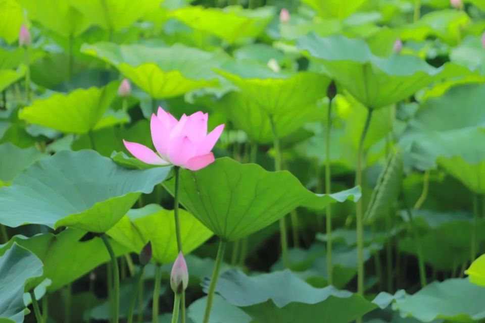 了凡四训说改变命运最好的方法,了凡四训袁了凡怎么改变命运