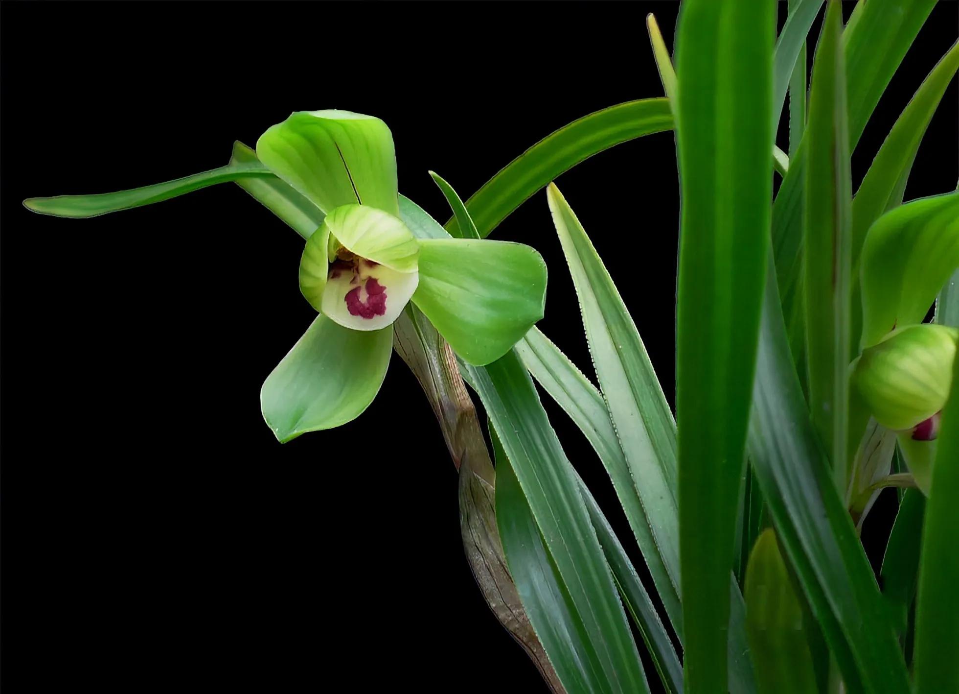 1992年贵州农民种出新品种兰花，他花1万元买下，后来怎么样了