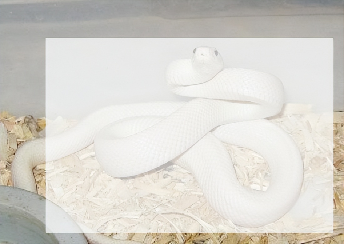 除了猫狗还有哪些适合家养的宠物,除了猫狗可以养别的什么宠物