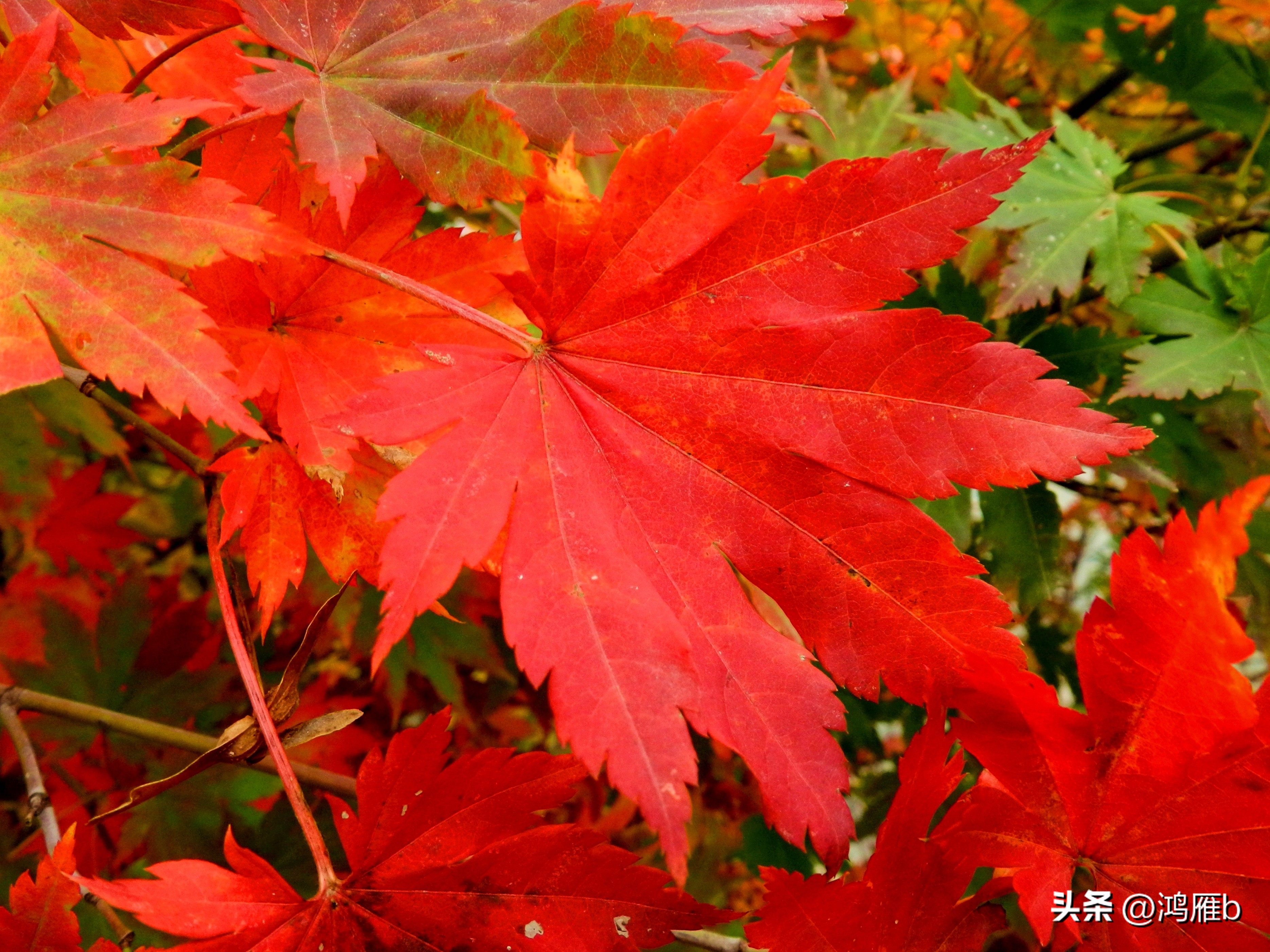 本溪温泉汤沟门票价格,本溪花溪沐枫雪温泉小镇