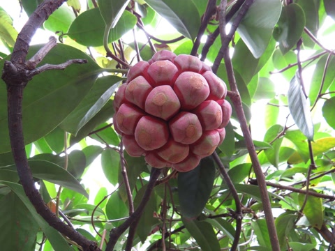 盘点农村常见的几种野果子,常见的21种野果子