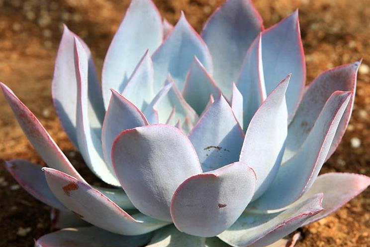 广寒宫简单易学教学,广寒宫摊大饼了怎么办