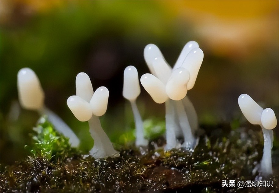 猫会感染人的疾病的图片,猫病毒检测cpr可以测出什么病毒