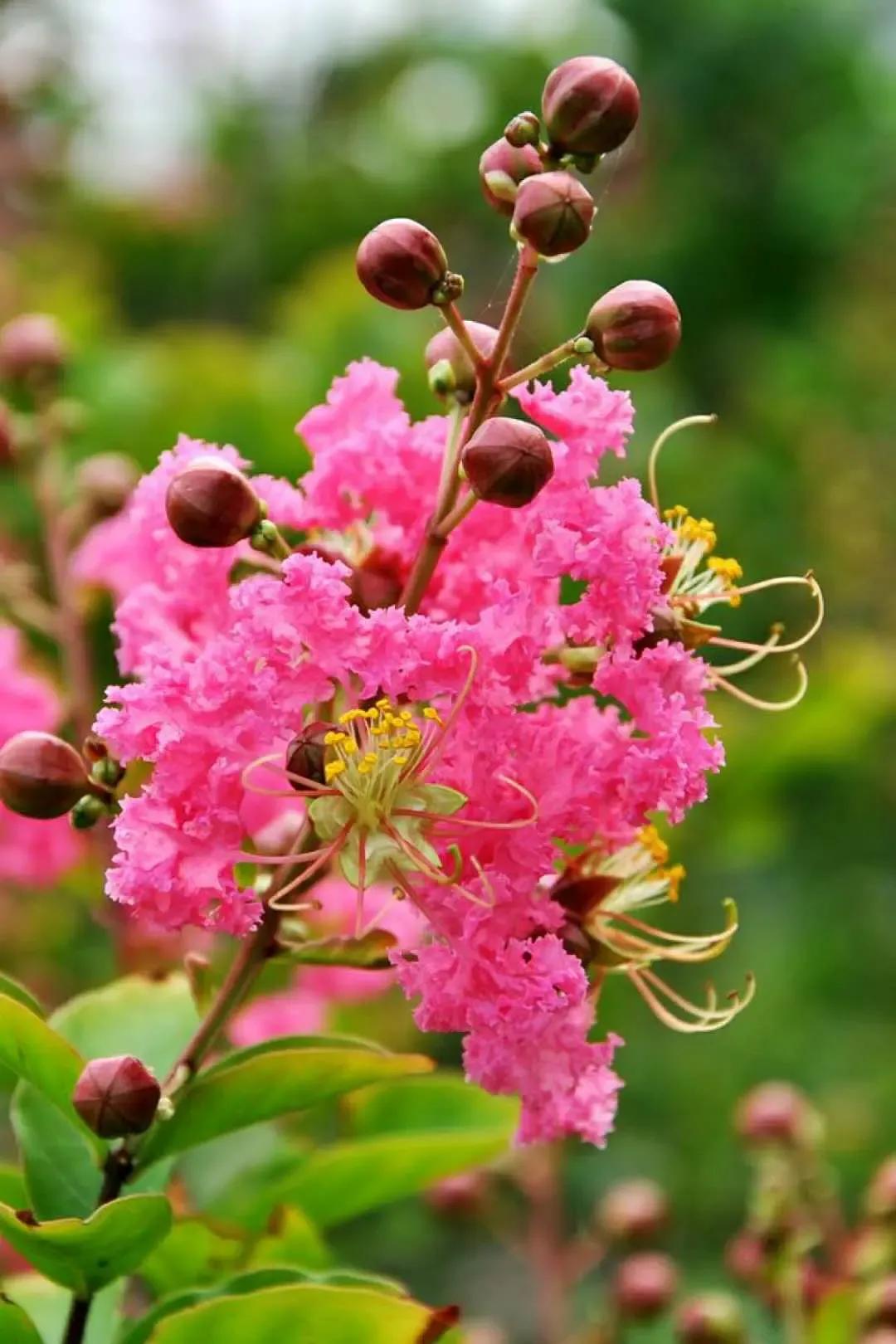 春夏之交，越来越多的花含苞欲放，这一百种娇媚蓓蕾真是美不胜收