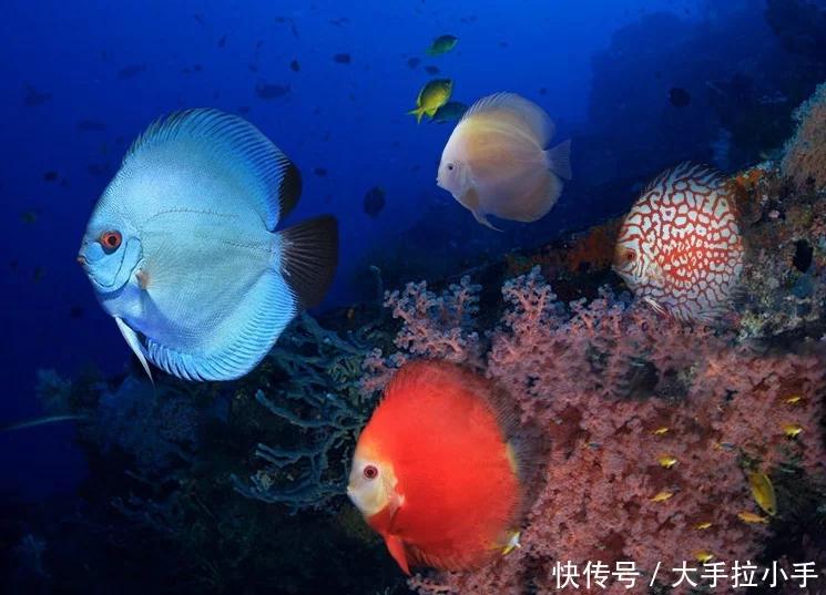 神仙鱼，你们认识吗？