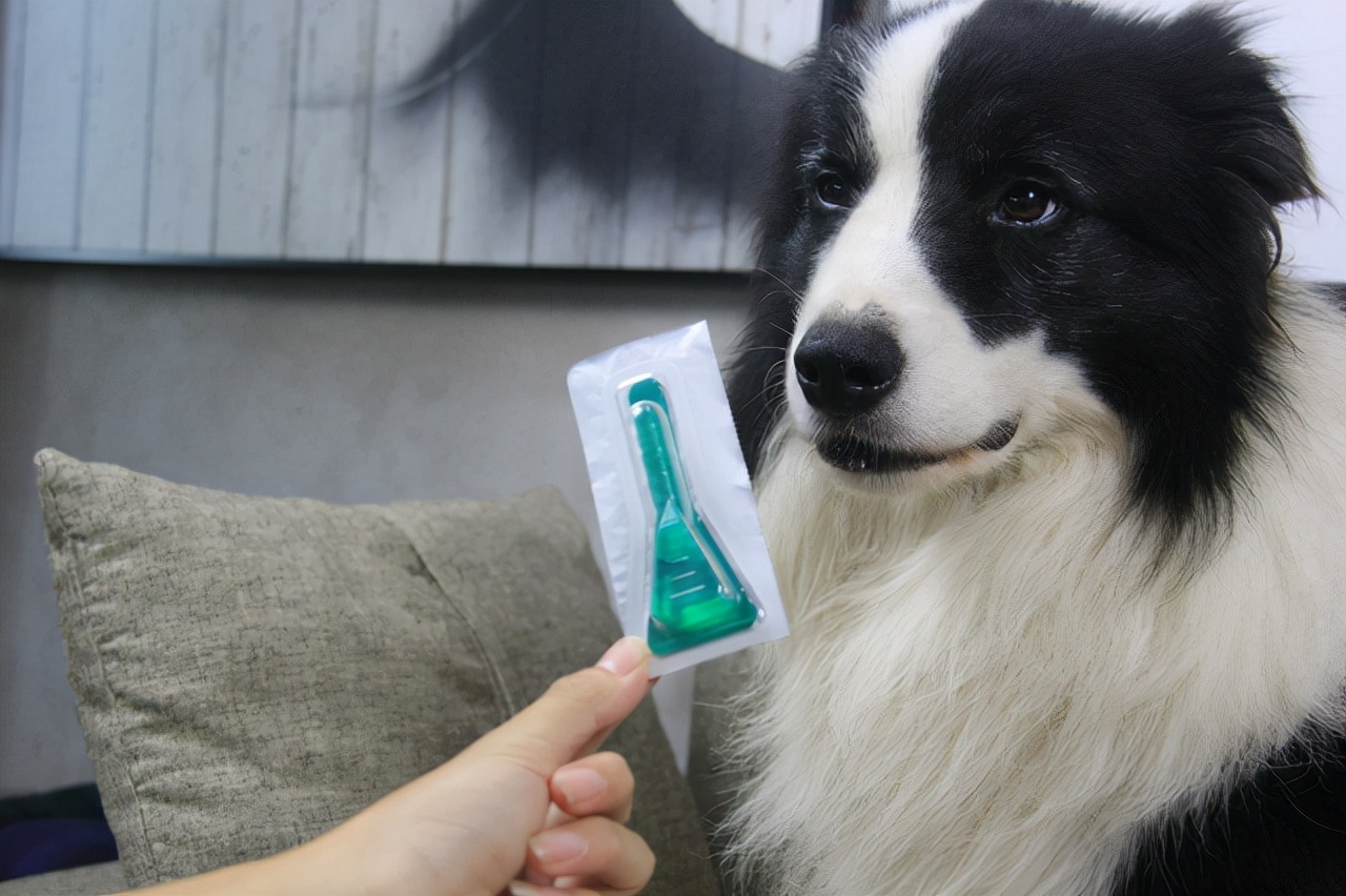 帮狗狗驱除“跳蚤”的几个偏方,真的很有用,快收藏吧