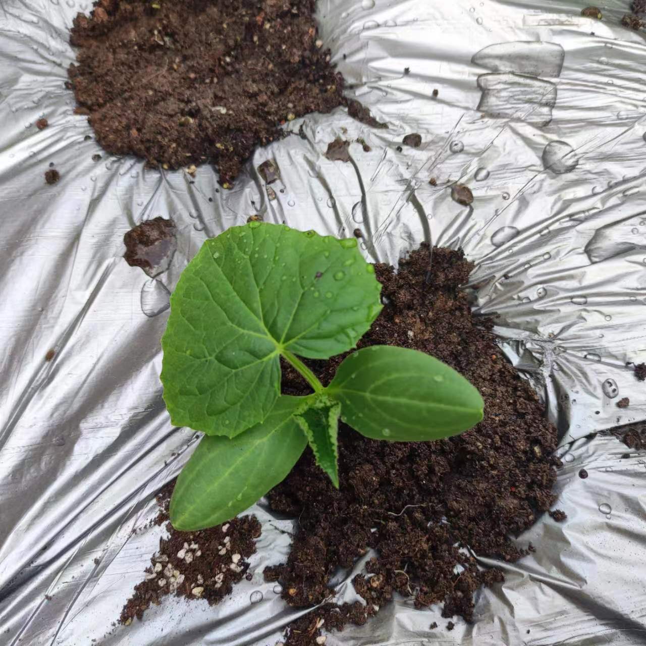 唐宝种菜日记004——种植箱种上荷兰黄瓜了