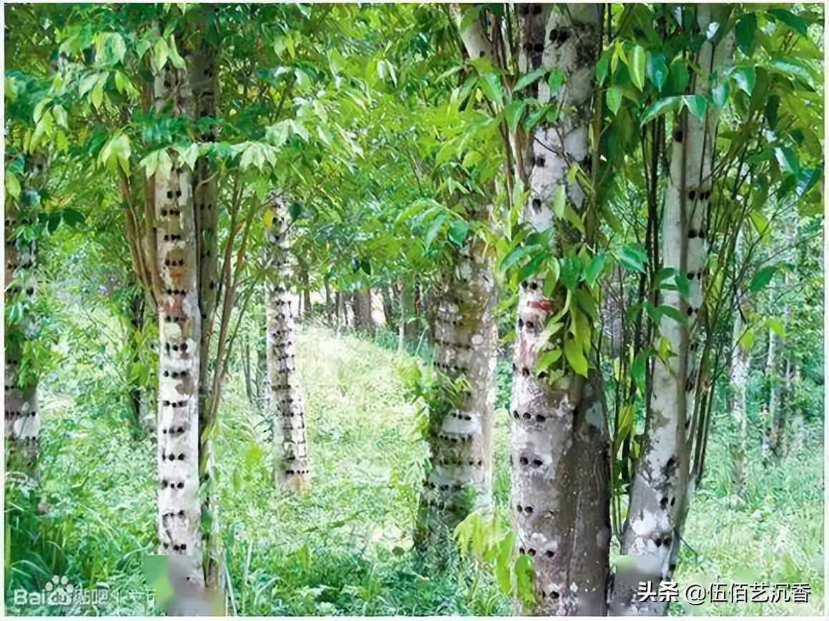 沉香造假最新视频,沉香造假的手法