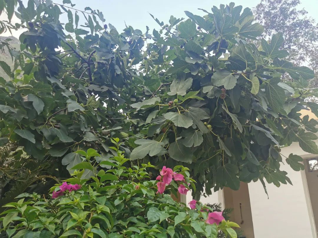 一棵无花果,守护一颗荔枝