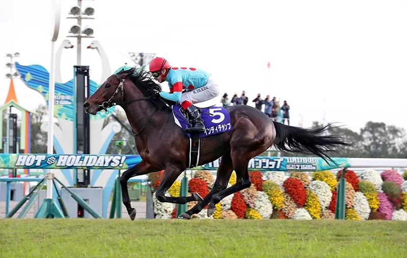 香港马王冠军慈善赛,香港马匹比赛最高奖金