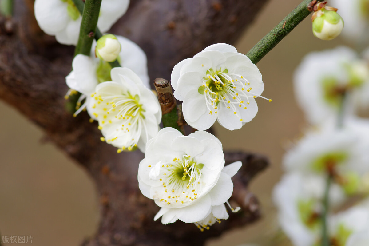 古诗词里关于友谊的唯美诗,8首友谊诗词