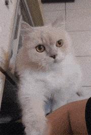 小母猫发情了，作为主人该怎么做呢？