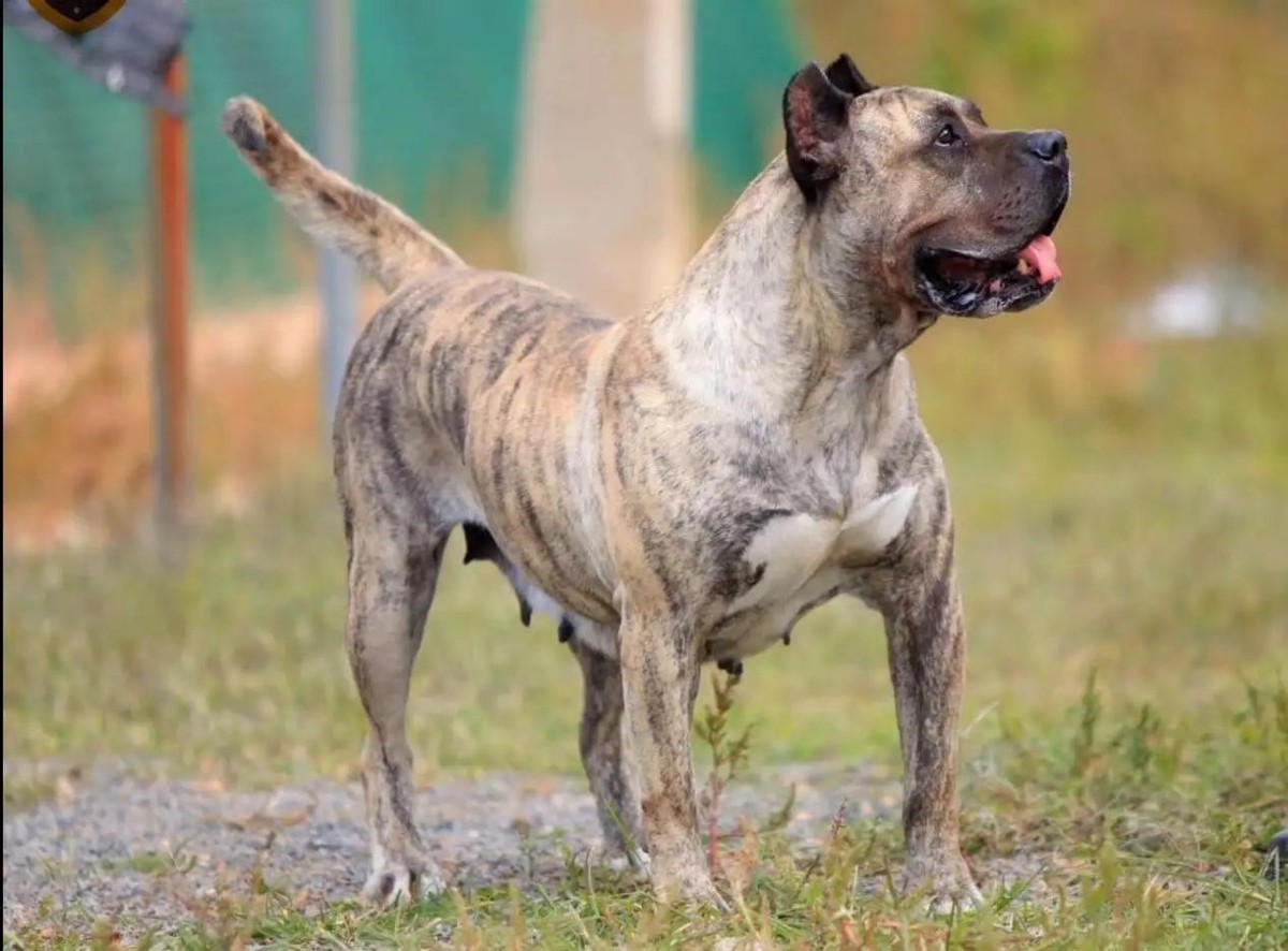 一条狗能有多凶猛？事实超乎你的想象，揭秘臭名昭著的“恶犬”