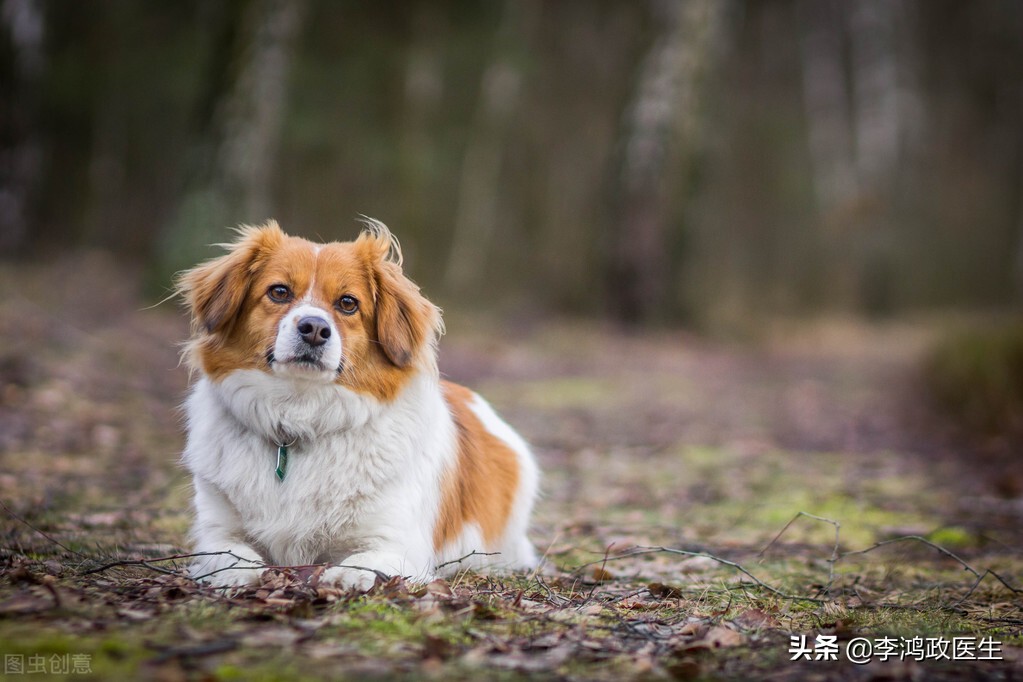 发低烧是狂犬病的前兆吗,女子高烧39度以为普通病