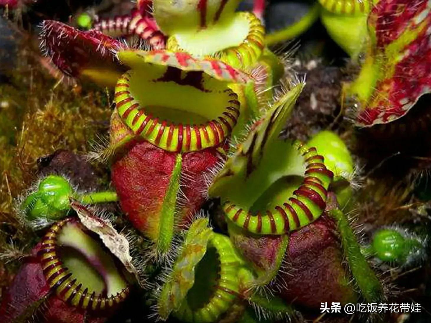 植物中的捕猎高手,植物界的捕猎大师