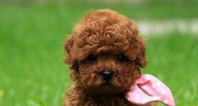 泰迪宝宝鼻子是粉色的怎么回事,大眼睛泰迪宝宝