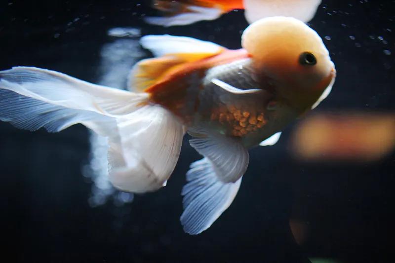 最好养的观赏鱼冷水鱼有哪些中型,冷水鱼有哪些观赏鱼比较好看