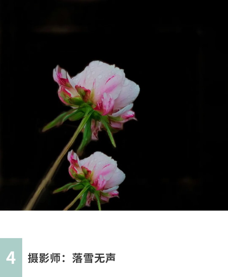 手机拍照：荷香四溢的摄影之旅！（影展点评第656期）