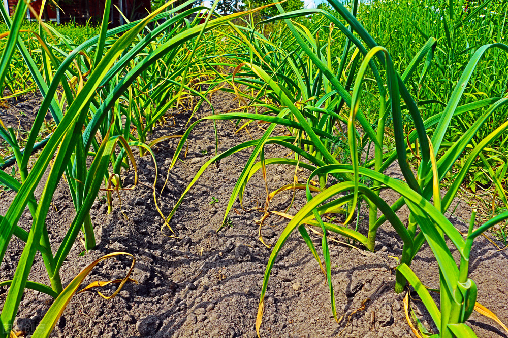 大蒜黄叶怎么防治,大蒜黄叶怎么补救最快方法