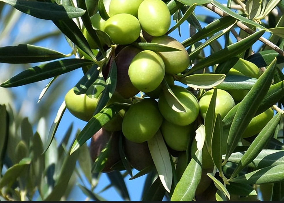橄榄油怎么鉴别纯不纯,橄榄油辨别真假
