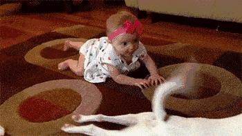 狗狗新手攻略笔记,狗狗饲养指南txt