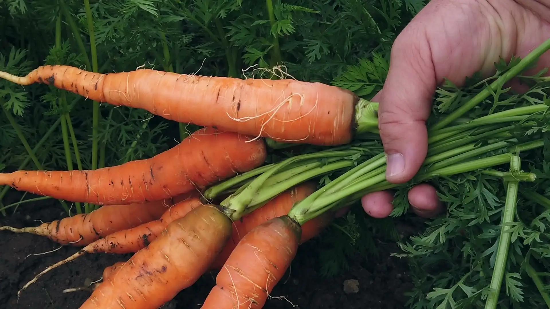 有多少蔬菜种子被国外垄断,蔬菜种子被垄断