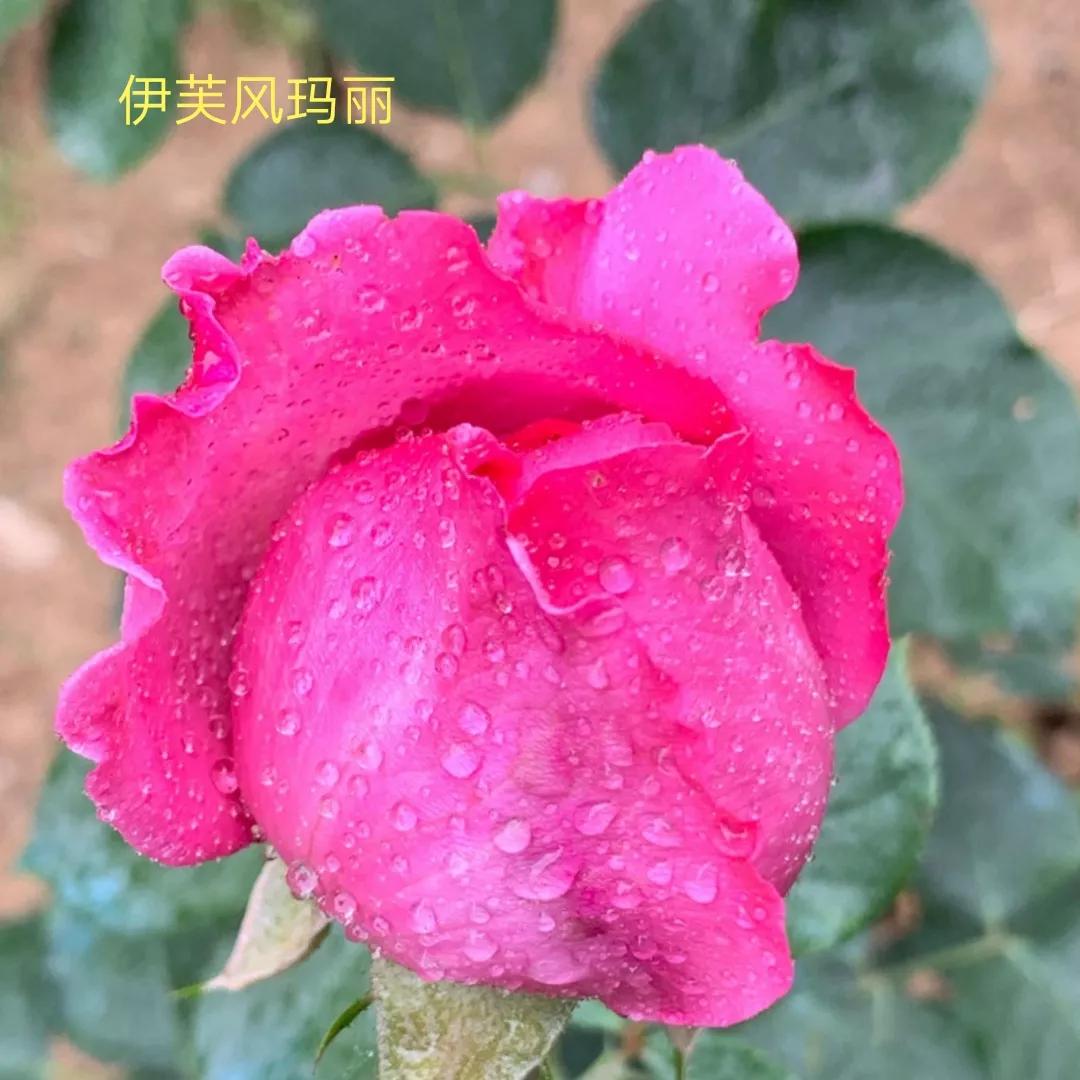 花店卖的切花月季品种,切花月季冬季修剪方法