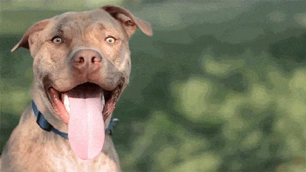 狗狗为什么会叫救命,狗狗表示救命是怎么表示的