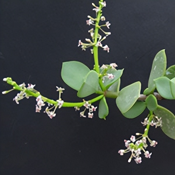 102个大类近500个多肉植物图片，都极其美丽，建议在家中也养一盆