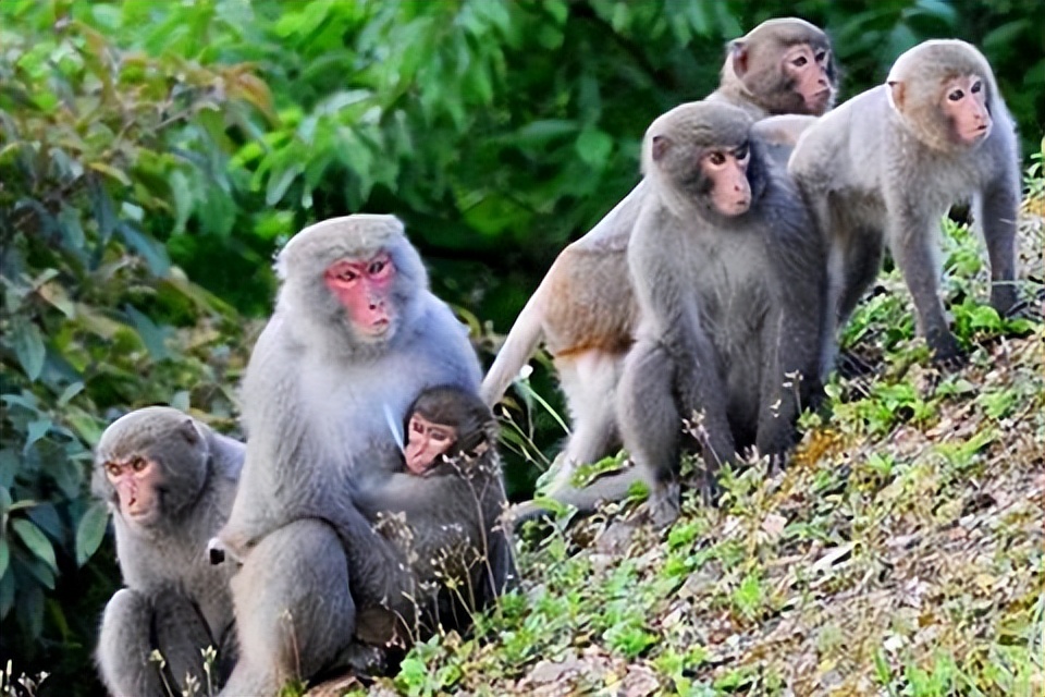 动物园全部被虎王咬死的故事,动物世界雄狮咬死鬣狗首领