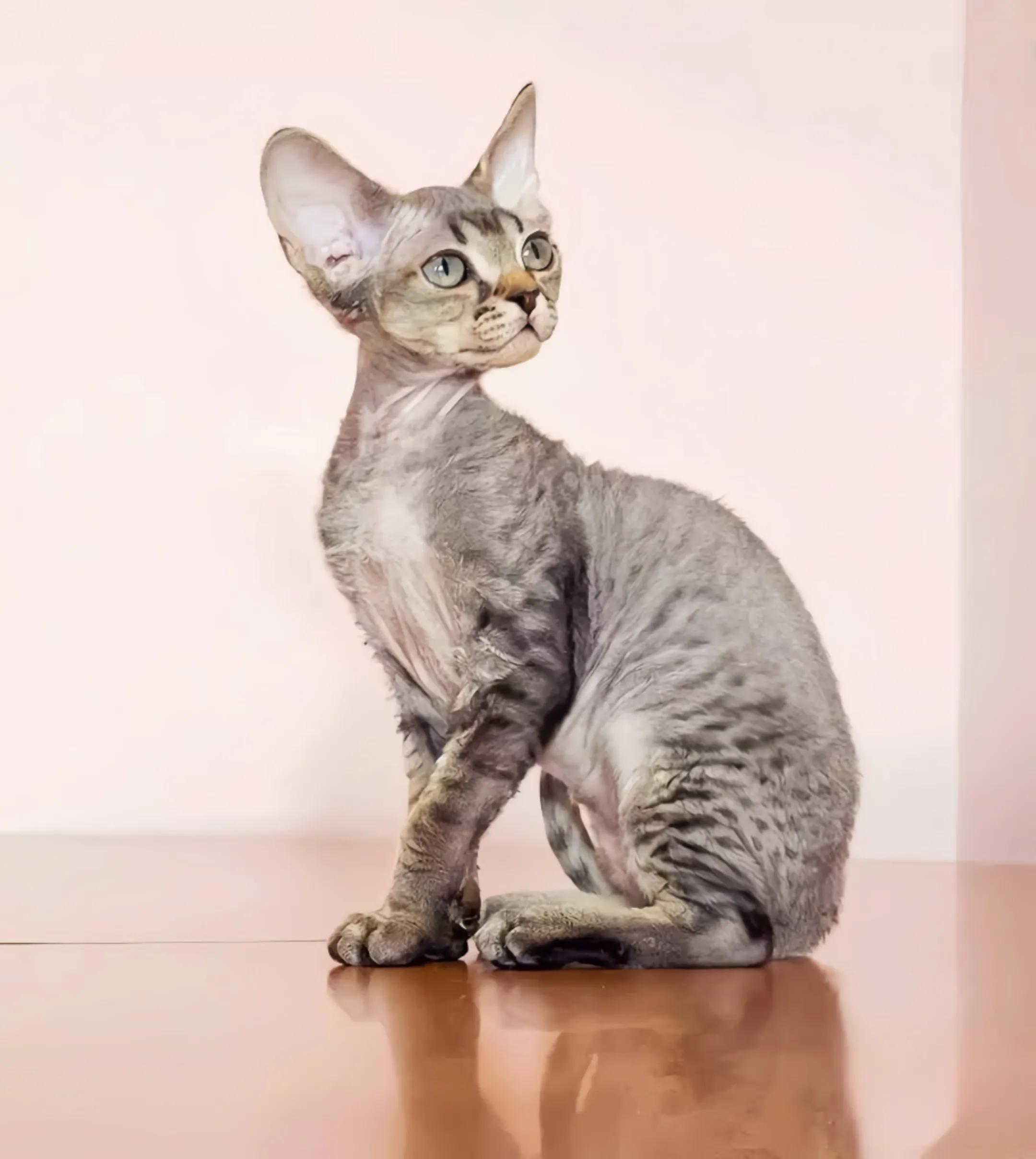 猫咪品种推荐500元以内,叫蒜头的猫咪是什么品种的