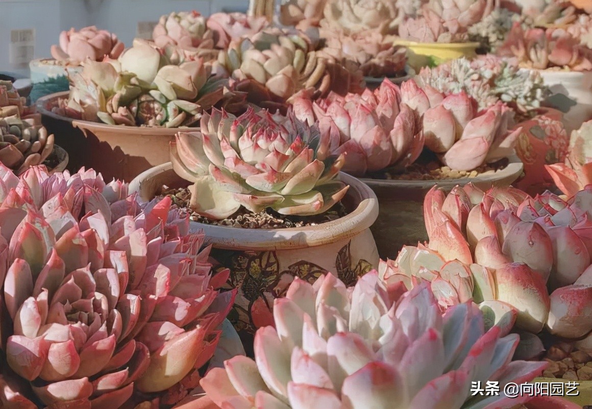 多肉什么季节买便宜,多肉什么季节买才最好