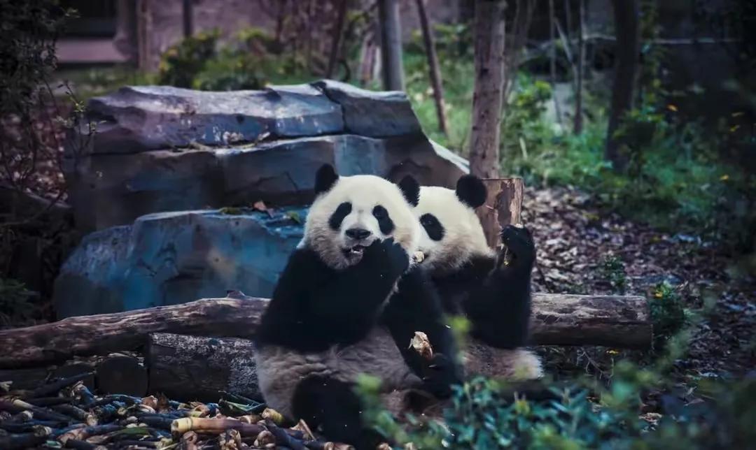 什么时候开始熊猫外交的,熊猫外交的发展历程
