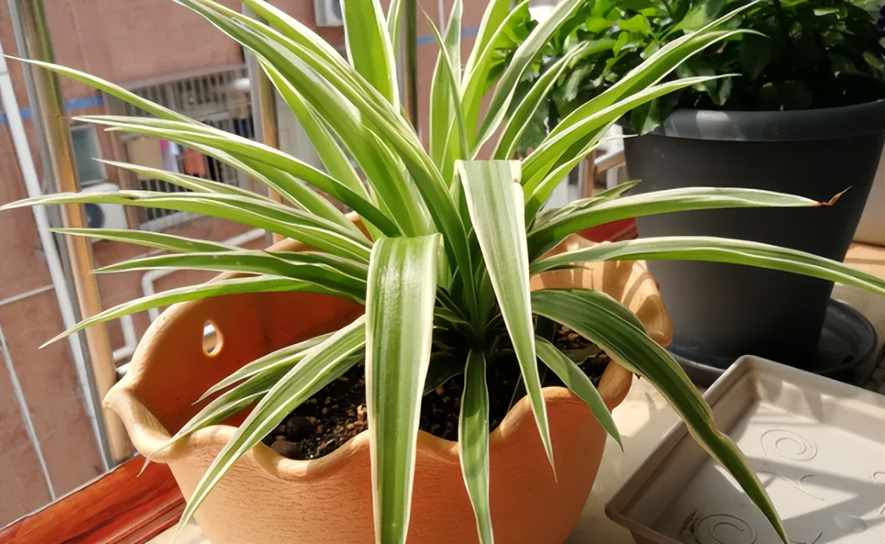 最旺家庭的6种花你家里有吗,家里有这6种花