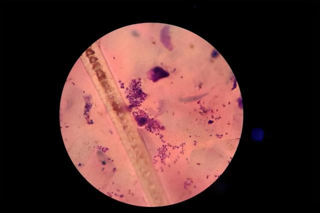 考古挖古墓挖出来自己的先人,考古学家挖古墓发现是自己家祖坟