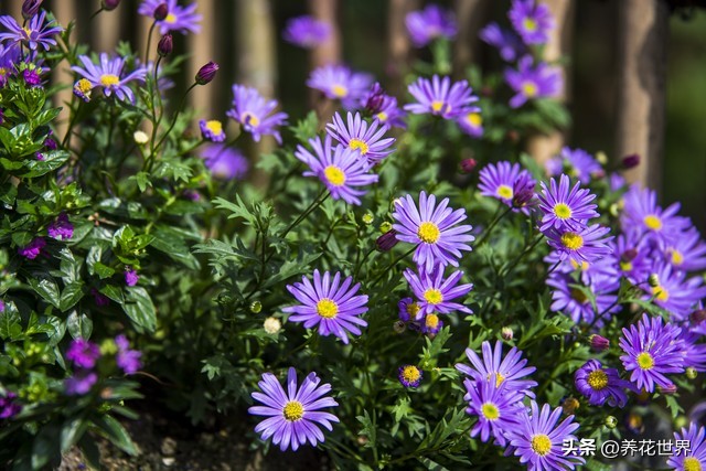 养这10种花越养家里越干净,这8种花最旺家只需养一盆
