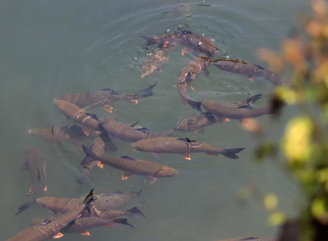 从化区宜居环境,广州市从化区绿色家园