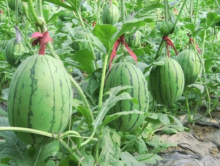 今年夏天最好吃的西瓜,10种最好吃的西瓜